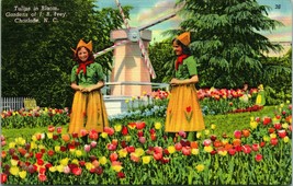 Charlotte North Carolina 1Postcard Tulips In Bloom Gardens of JB Ivey Girls S22 - £4.85 GBP