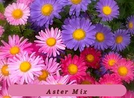 Strong Plant Single Mix Aster Flower Seeds 50 Fresh Seeds - $2.30