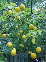 Trifoliate Orange (Poncirus Trifoliata) 2-3 Year Old Plant 12-18&quot; #MVK02 - $74.17