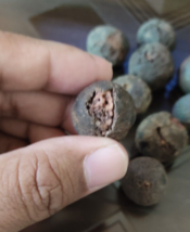 100% Original Rudraksha Bead Fruit from Nepal Holy lord shiva worship pa... - £30.96 GBP