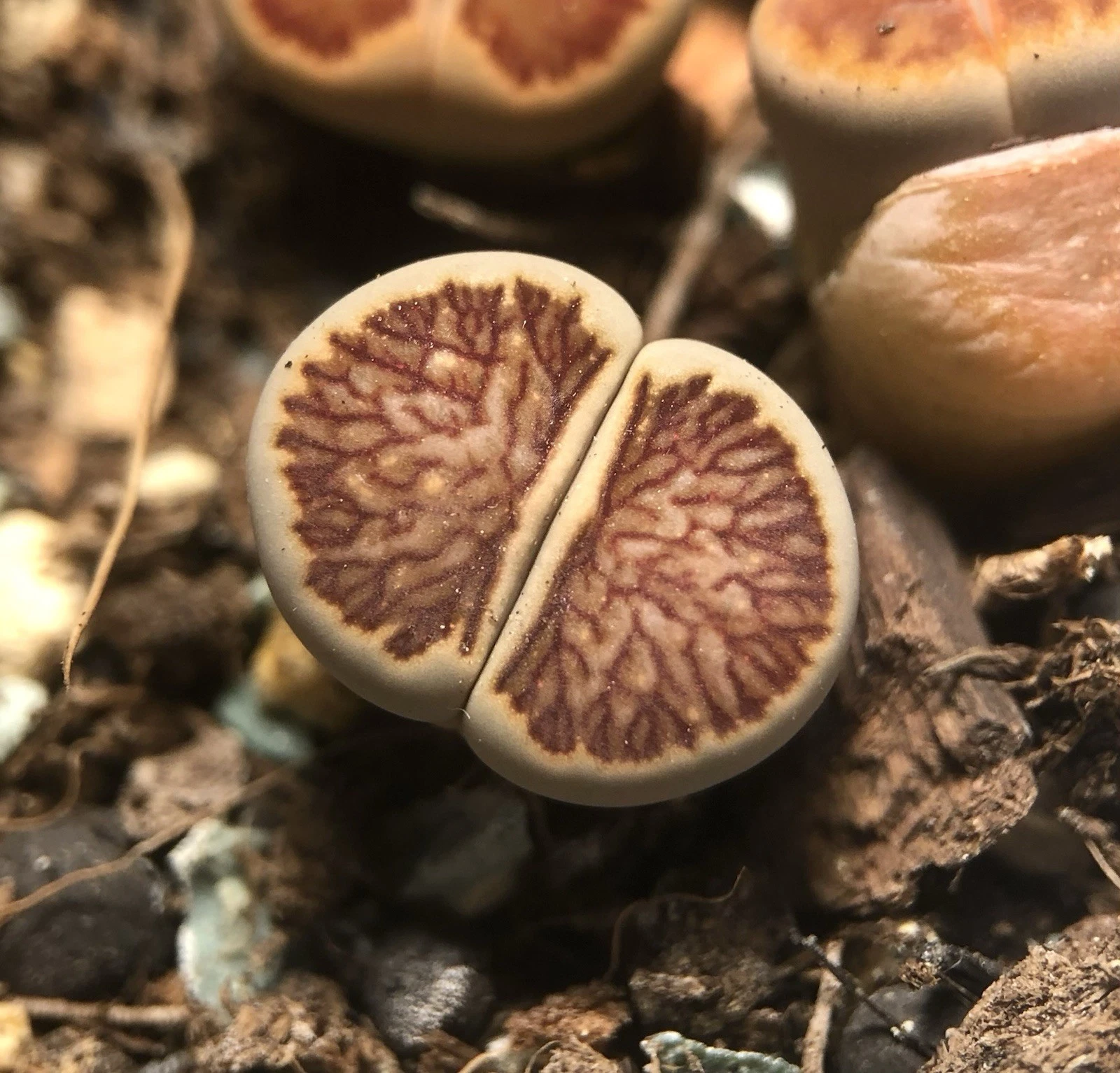 Lithops Julii &#39;Kikusiyo Giyoku, Live plants, Random pick (1.3-1.6cm) - $23.07