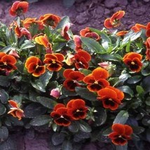 Gun-el Viola Arkwright Ruby 50 Seeds  - $4.80