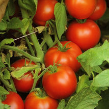 Ship From Us Early Doll Hybrid F1 Tomato Vegetable SEEDS~50 Seeds - NON-GMO TM11 - £14.88 GBP