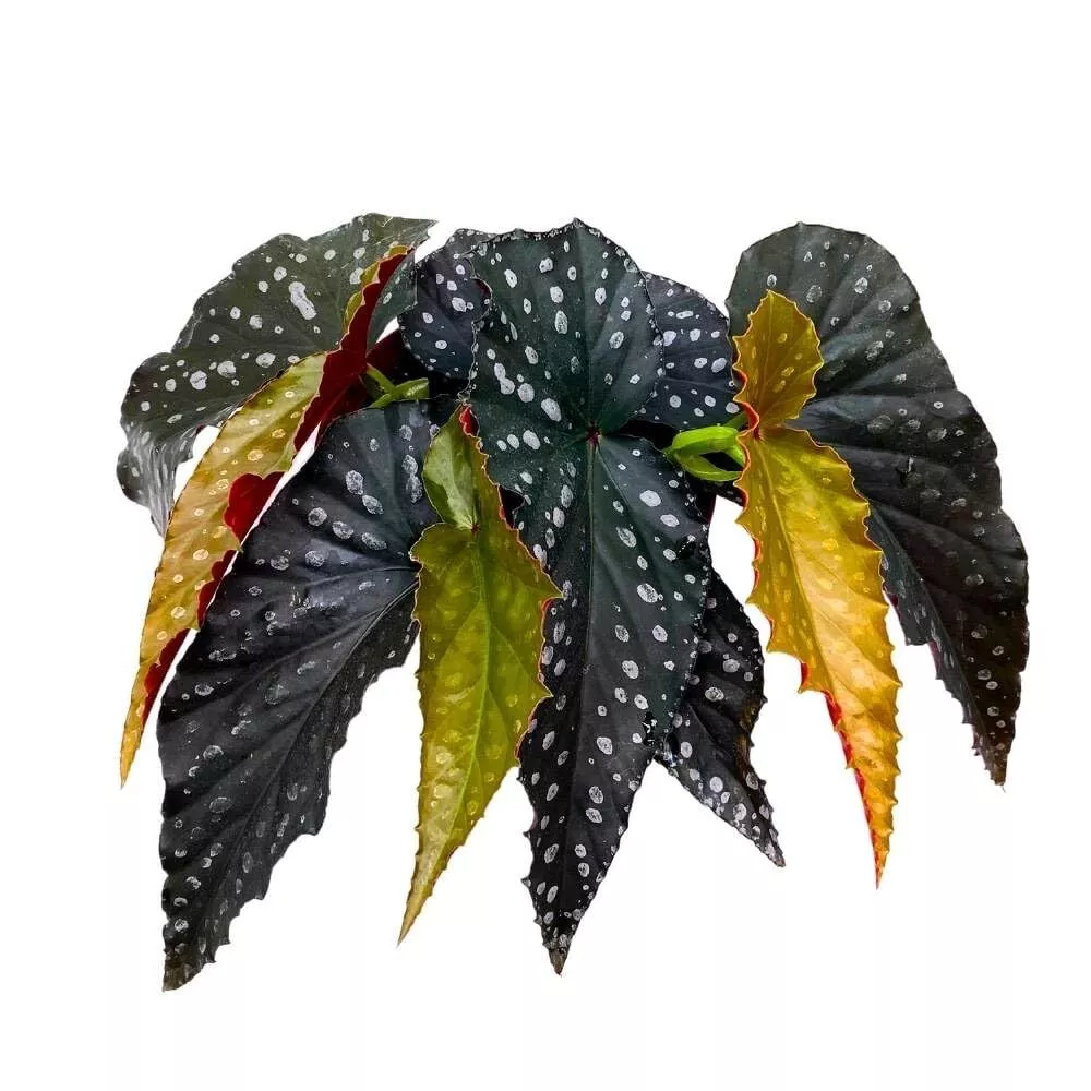 Slither Angel Wing 6 in Cane Begonia Dark Narrow Jagged Leaf White - £66.71 GBP