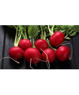 500 Seeds Perfecto Radish Fresh Seeds - £7.13 GBP