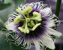 Free Shipping Passiflora Edulis Tango 5 Seeds - £15.92 GBP