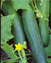50 MARKETMORE 76 CUCUMBER SEEDS Vegetables COOKING culinary - $4.98