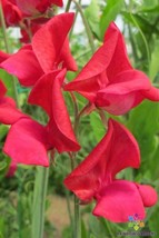 50 King Edward Vii Sweet Pea Seeds Planting Gardening USA SELLER - $12.96