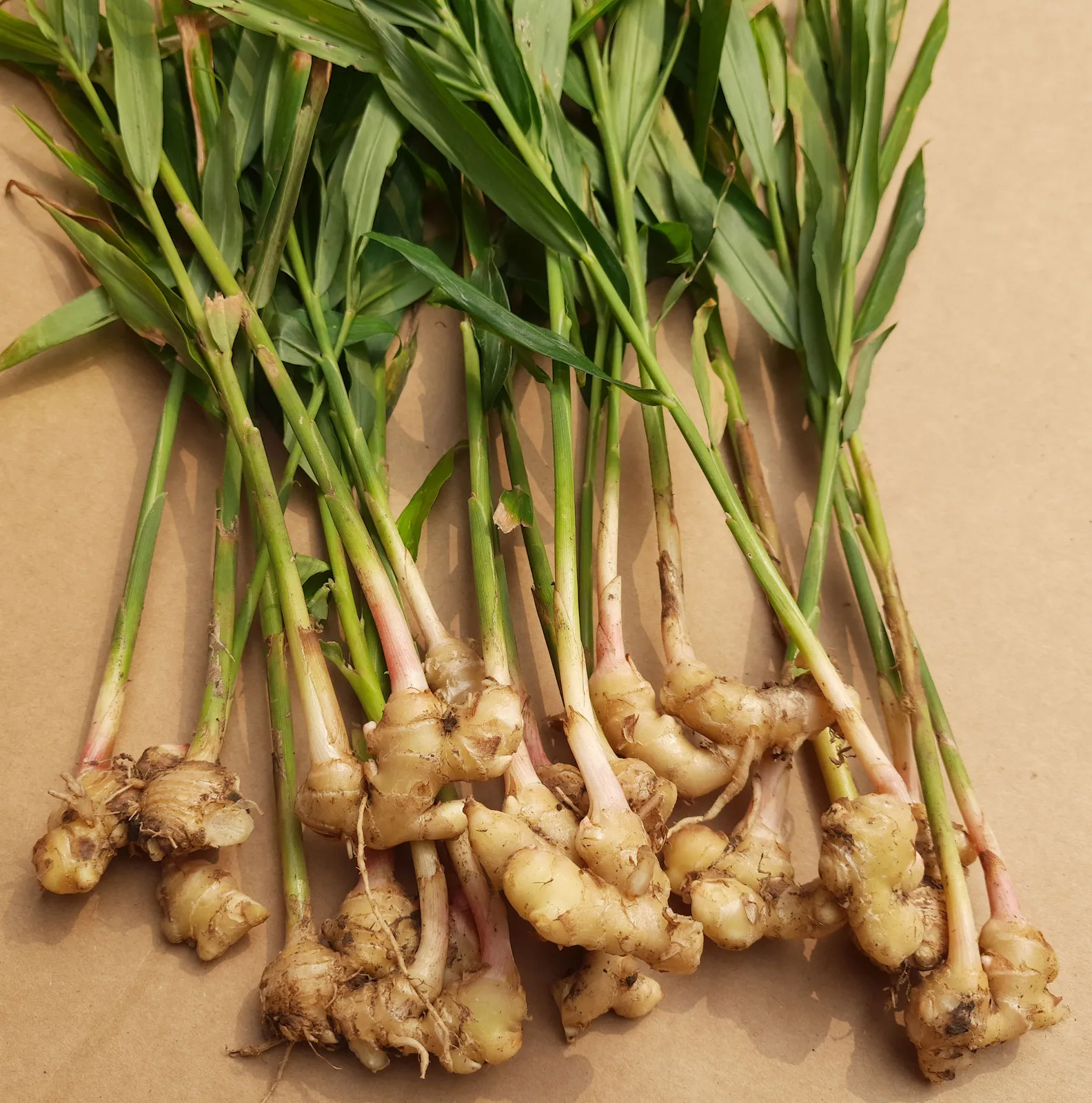 GINGER PLANTS EDIBLE ROOT (3 PLANTS) SHIPS PROMPT, SEEDS R - £27.59 GBP