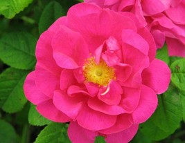 Rosa galica officinalis seeds (Old Red Damask Rose) and Rosa Canina seeds (Dog R - £4.20 GBP+