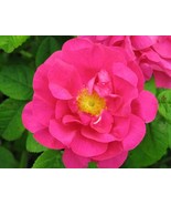 Rosa galica officinalis seeds (Old Red Damask Rose) and Rosa Canina seed... - $7.22 CAD+