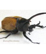 Dynastes Hyllus Moroni XXL Real Beetle Framed Entomology Double Glass Di... - $6,420.25 MXN