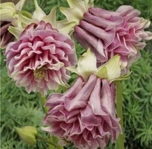 50 Seeds Pink Columbine Aquilegia Cascade Flowers Garden Perennial  - £6.31 GBP