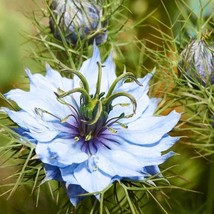 Nigella Seeds Blue Love In A Mist Flower Seed 1000 Seeds Fresh USA Fast Shipping - £10.00 GBP