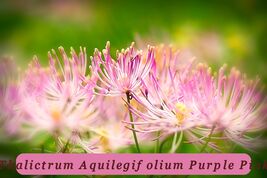 6456 thalictrum aquilegifolium purple pink pop thumb200