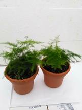 4.5&quot; Unique Design Pot Indoor 2 Fern Live Plant Leaf Plumosus Asparagus Fern  - £56.73 GBP