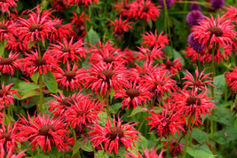 SGHOST 10 Panorama Red Bee Balm Monarda Didyma Oswego Tea Flower Seeds * USA Sel - $10.61