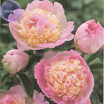 Raspberry Sundae&#39; Peony Tree, 5 Seeds, light-pink-to-white outer petals with a c - £2.79 GBP