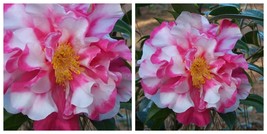 Frank Houser Variegated Camellia Japonica Live Starter Plant - £37.06 GBP