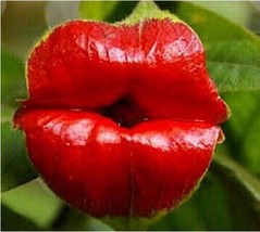 100 Seeds Sexy Red Lip Flower Seeds Seed Garden USA Shipping - $5.96