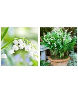 Lily of The Valley Flowers Seeds Bell Orchid White Color 600 Seeds - £17.29 GBP