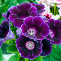 Imported Gloxinia Plant 200 PCS Seeds - $10.18