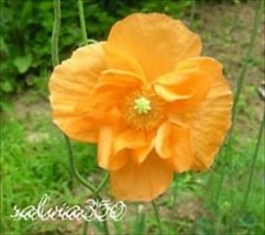 Spanish Poppy Tangerine Dream * 100 Perennial    Double Orange  Paper Li... - £5.78 GBP