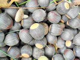 New Fresh Seeds 12 Nuttalls Oak Acorns Quercus Nuttallii - £14.06 GBP