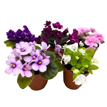 Harmony&#39;s Mini African Violets Grower&#39;s Choice Mix 2 inch Set of 5 Rare Variegat - £55.01 GBP