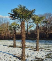 GIB Trachycarpus fortunei | Chinese Fan, Ch-n, or Windmill Palm | 20 Seeds - £12.78 GBP