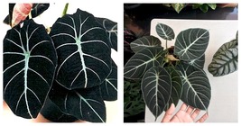 alocasia Elephant Ear Seeds Taro &#39;Black Velvet&#39; Seeds 60 Seeds - £21.92 GBP