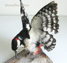Great Spotted English Woodpecker Real Taxidermy Stuffed Bird Scientific Zoology - $369.00