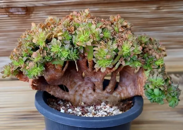 Aeonium &#39;Arboreum&#39; -Crested Bonsai Succulent- - £322.14 GBP