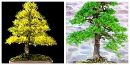 20 Japanese Larch Bonsai seed and 10 Sequoia California Redwood Bonsai seed - £17.85 GBP