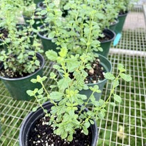 False Oregano (Lippia micromera) Tropical Live Plant Herb - £47.45 GBP