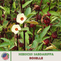 20 Seeds Roselle Heirloom Seeds Shine Garden Thrives - $8.35