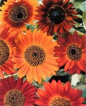 30 Delicious Seeds Sunflower Earthwalk Easy Handle Healthy Nutritious Attractive - £15.72 GBP