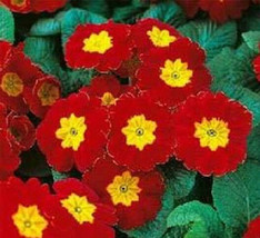 25 Seeds Scarlet Common Primrose Seeds Flower Seeds Garden USA Seller - £10.70 GBP