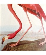Pink Flamingo Bird 1946 Color Art Print John James Audubon Nature DWV2G - $745.09 MXN