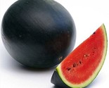 Sugar Baby Watermelon Seeds 25 Seeds Non-Gmo Fast Shipping - $7.99