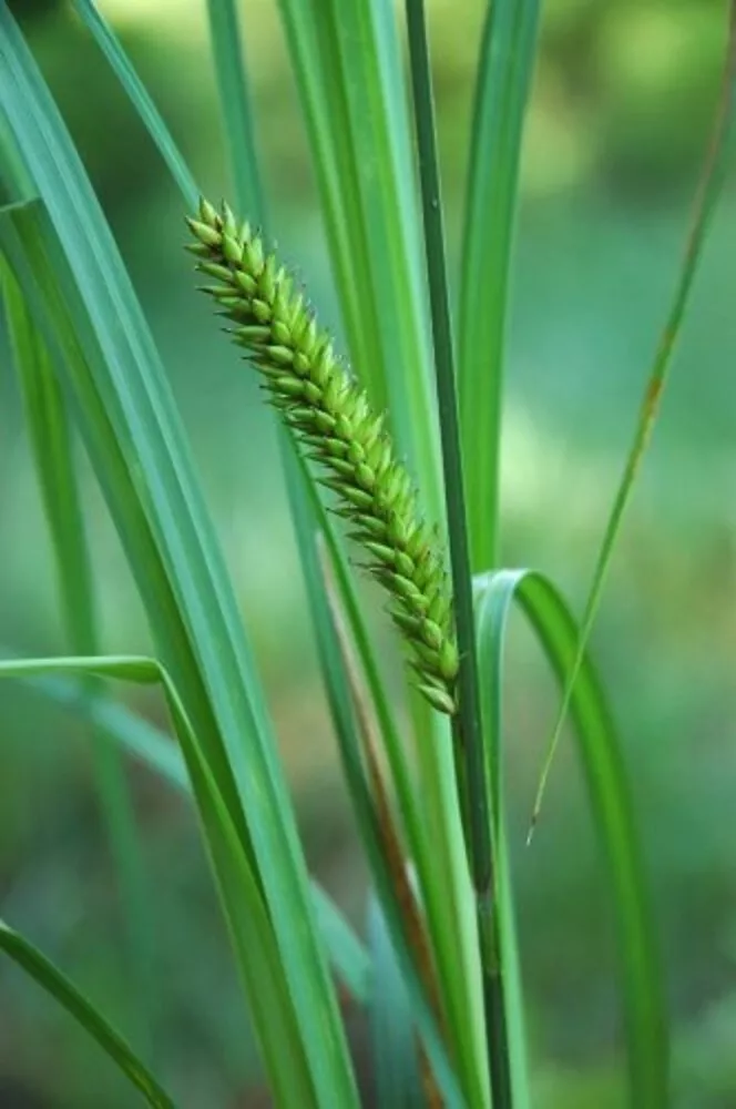 Bareroot Carex lacustris Lakebank Sedge Freshly Collected Plant - $17.28