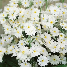 Fairy Primrose Seeds Primula Malacoides White Flower Seeds 2000 Seeds Fresh Gard - £15.73 GBP