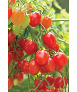 SL 50 Seeds Fantastico Tomato Juicy Tomatoe Vegetable Garden Edible Food - £2.71 GBP