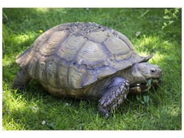 SHIP FROM US 5,000 African Grasses Tortoise Mix Seeds, ZG09 - $23.28