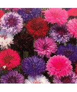 SEED- Bachelor&#39;s Button Seeds- Mixed Color Cornflower - Easy to Grow Ann... - €2,50 EUR+