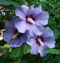 100 Heirloom Purple Rose of sharon shrubs{Hibiscus } seeds - £6.25 GBP