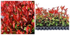 10 Photinia Red Tip Live Plants Photinia x Fraseri - £80.31 GBP