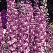 50PCS Pinkish Light Purple Delphinium Flowers Seeds Item NO.DL343C - $10.68