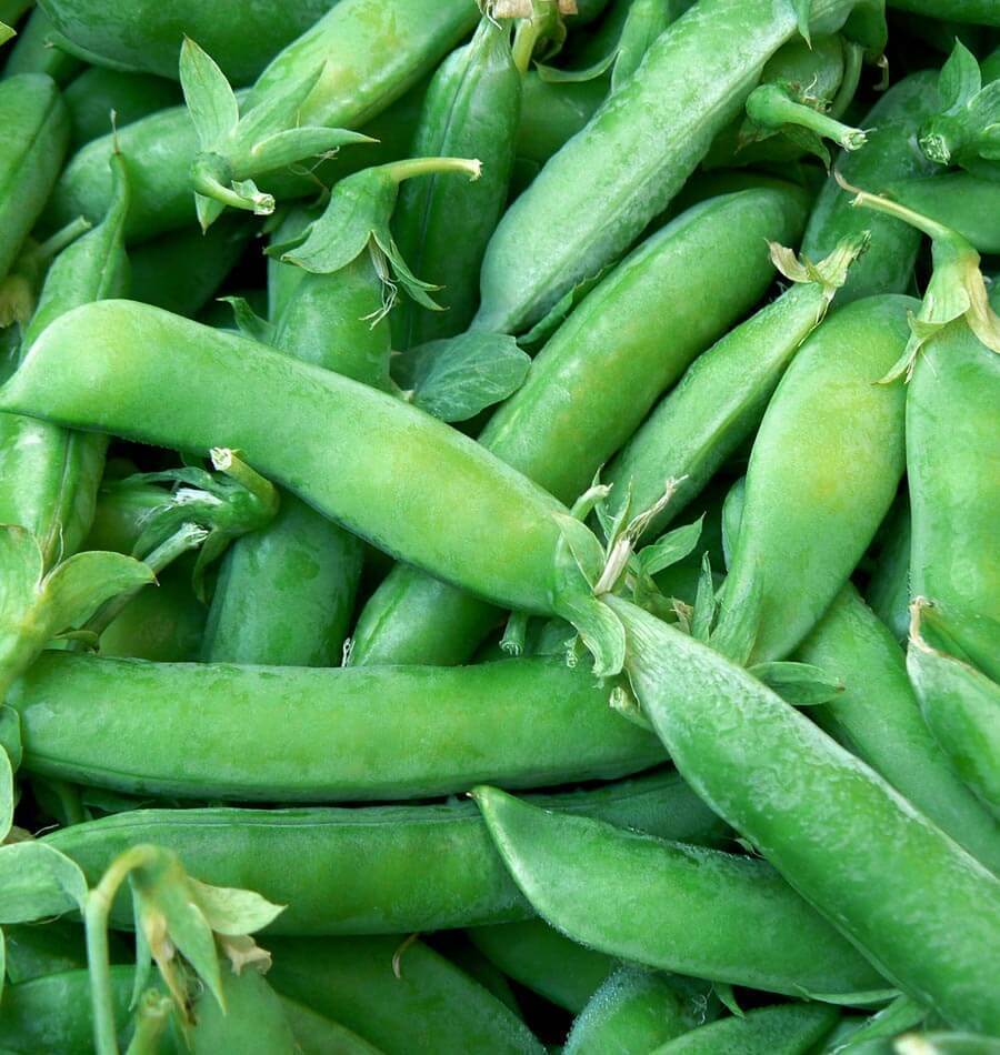 Sugar Snap Pea Seeds 25 Ct Pod Peas Vegetable Garden Fresh Garden Fast S... - $6.30