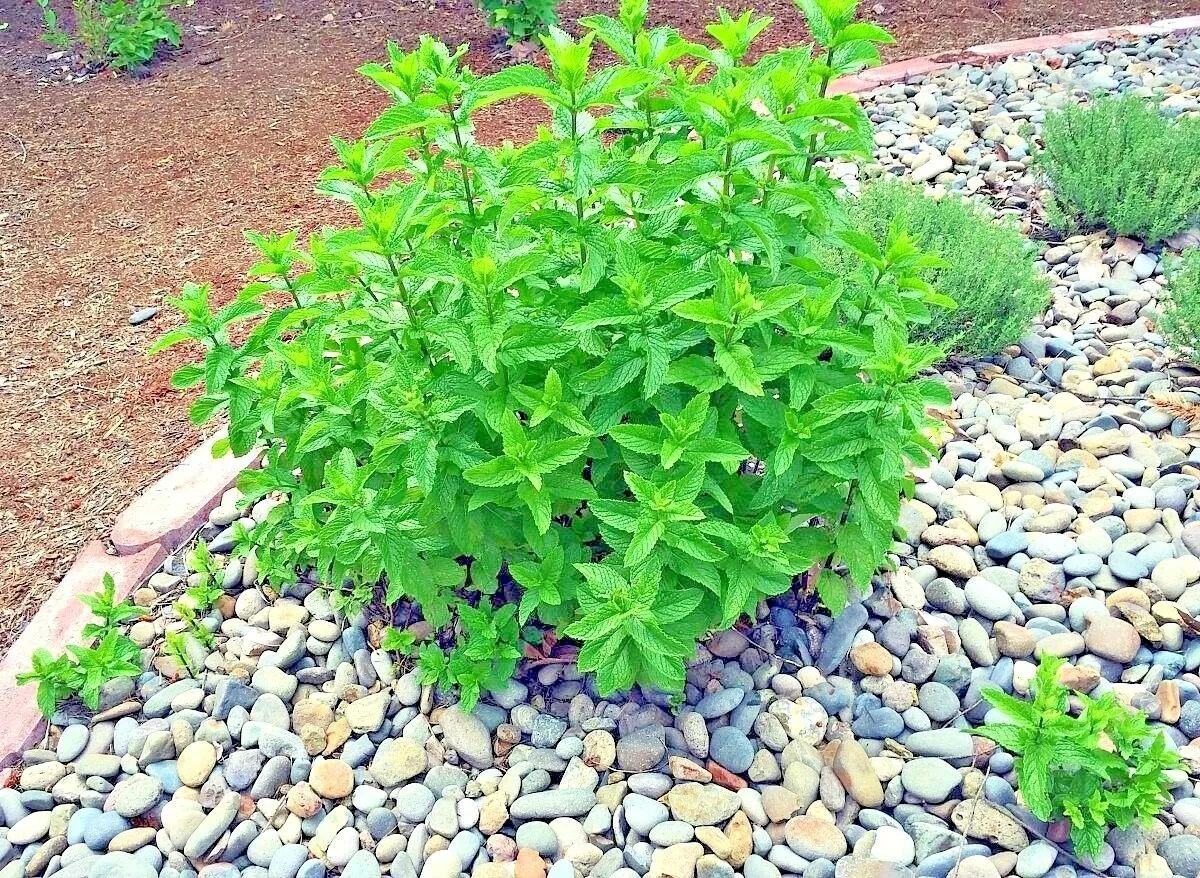 301 Peppermint Seeds Teas Culinary Medicinal Container Shade Herb - $6.82